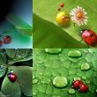 Ladybug and raindrop